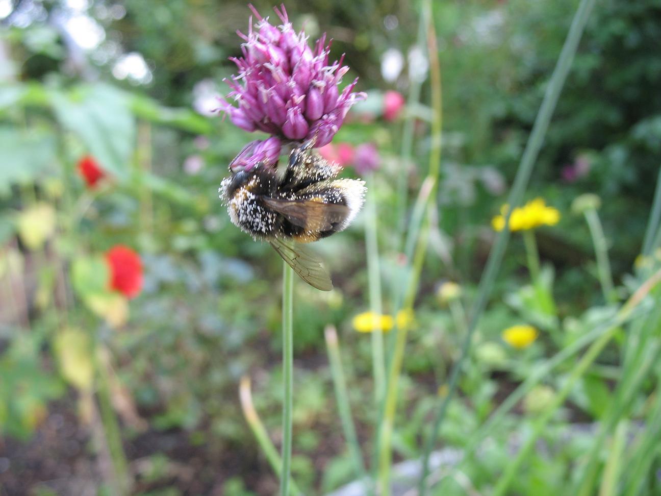 Dunkle Erdhummel.jpg
