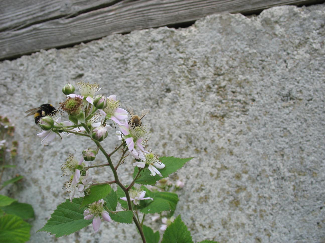 Hummel und Biene.jpg