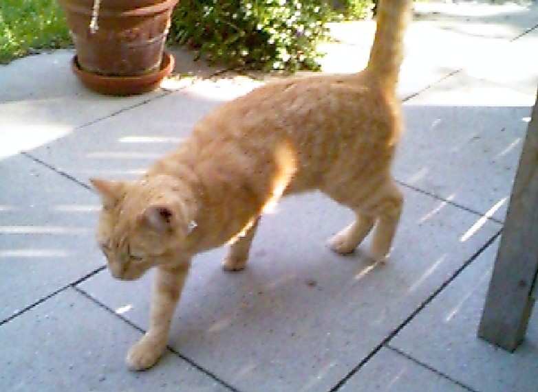 Schrödingers Katze.jpg