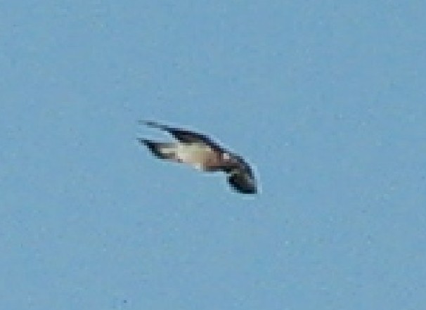 Unbekannt 26.5.2012.jpg