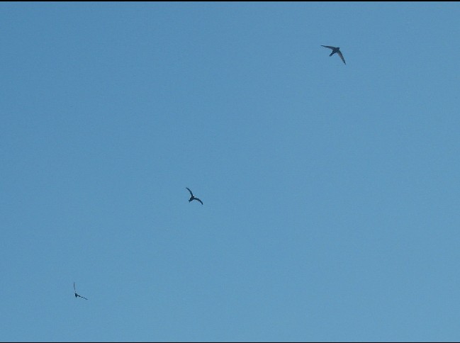 Mauersegler small.jpg