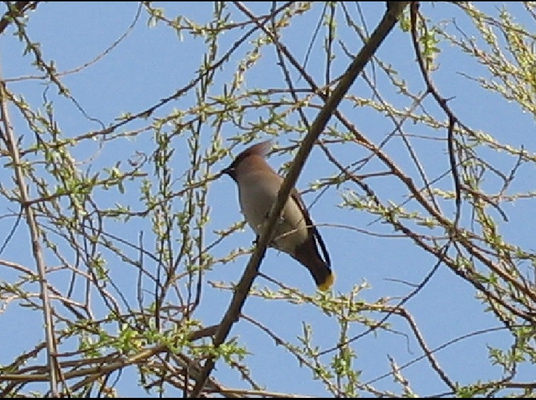 Seidenschwanz small.jpg